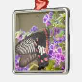 SE Asia, Thailand, Doi Inthanon, Papilio Silbernes Ornament (Links)