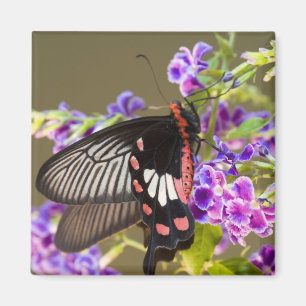 Se Asien, Thailand, Doi Inthanon, Papilio Magnet