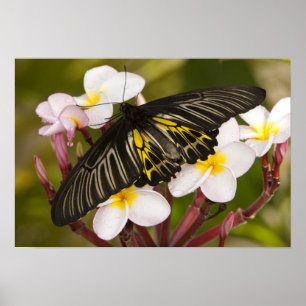 SE Asien, Thailand, Khon Kaen, The Golden Poster