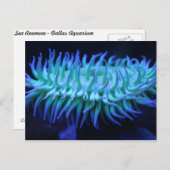 Sea Anemone # 1 Postkarte (Vorne/Hinten)