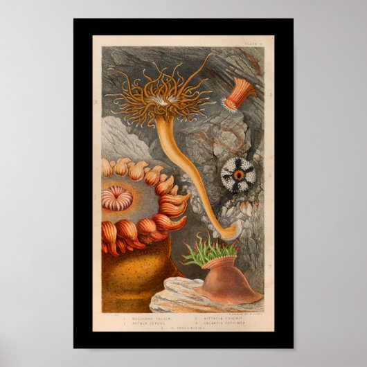 Sea Anemone Marine Life Color Art Print Poster (Vorne)