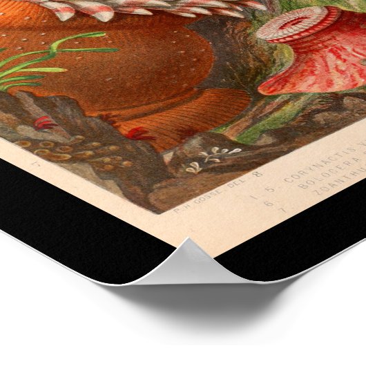 Sea Anemone Red Marine Life Print Poster (Ecke)