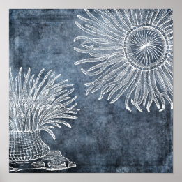 Sea Anemone Wasserfarbe Twilight Ozean Blau Weiß Poster