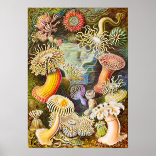 Sea Anemones, 1904 von Haeckel Poster