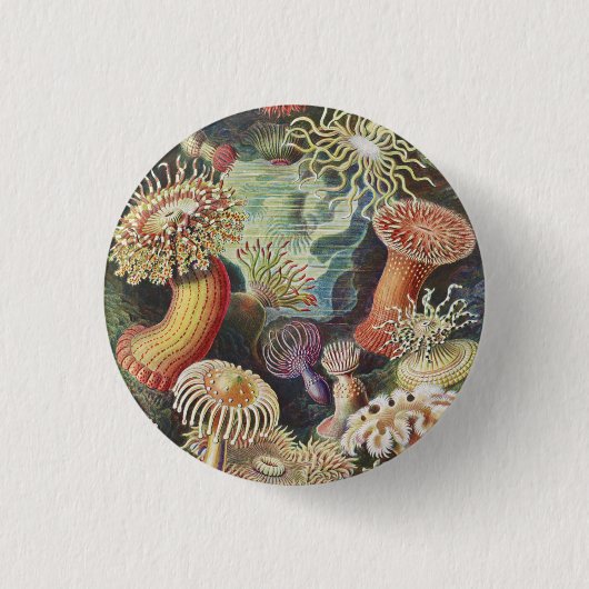 Sea Anemones, Actiniae Seeanemonen Ernst Haeckel Button (Vorderseite)