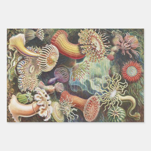 Sea Anemones, Actiniae Seeanemonen Ernst Haeckel Geschenkpapier Set (Vorderseite)