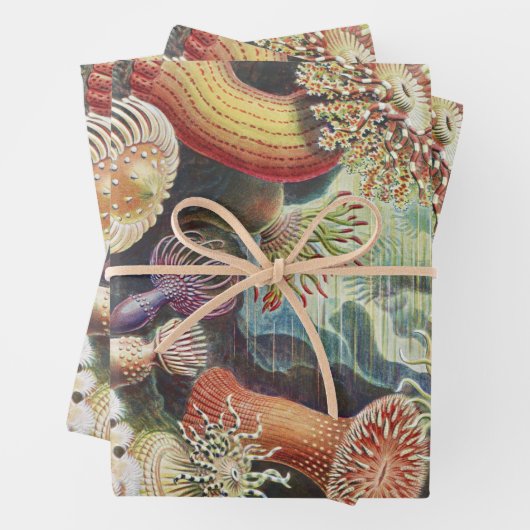 Sea Anemones, Actiniae Seeanemonen Ernst Haeckel Geschenkpapier Set (Beispiel)