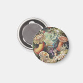 Sea Anemones, Actiniae Seeanemonen Ernst Haeckel Magnet (Vorderseite/Rückseite)