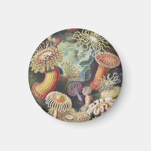 Sea Anemones, Actiniae Seeanemonen Ernst Haeckel Magnet (Vorne)