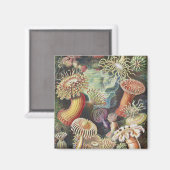 Sea Anemones, Actiniae Seeanemonen Ernst Haeckel Magnet (Vorderseite/Rückseite)