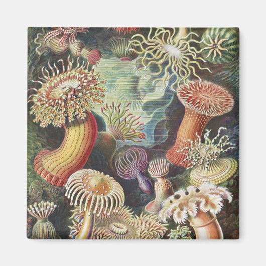 Sea Anemones, Actiniae Seeanemonen Ernst Haeckel Magnet (Vorne)
