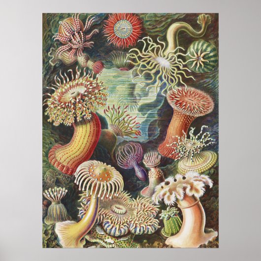 Sea Anemones, Actiniae Seeanemonen Ernst Haeckel Poster (Vorne)