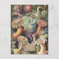Sea Anemones, Actiniae Seeanemonen Ernst Haeckel