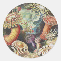 Sea Anemones, Actiniae Seeanemonen Ernst Haeckel