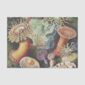 Sea Anemones, Actiniae Seeanemonen Ernst Haeckel Seidenpapier (Vorderseite)