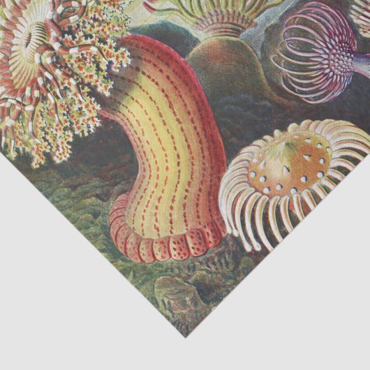 Sea Anemones, Actiniae Seeanemonen Ernst Haeckel Seidenpapier (Ausschnitt)