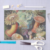 Sea Anemones, Actiniae Seeanemonen Ernst Haeckel Seidenpapier (Handwerk)