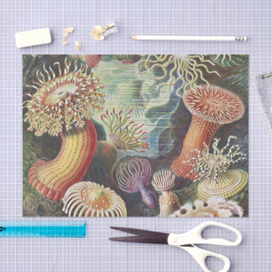 Sea Anemones, Actiniae Seeanemonen Ernst Haeckel Seidenpapier (Handwerk)