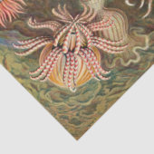 Sea Anemones Ernst Haeckel Dekoupage Tissue Paper Seidenpapier (Ausschnitt)