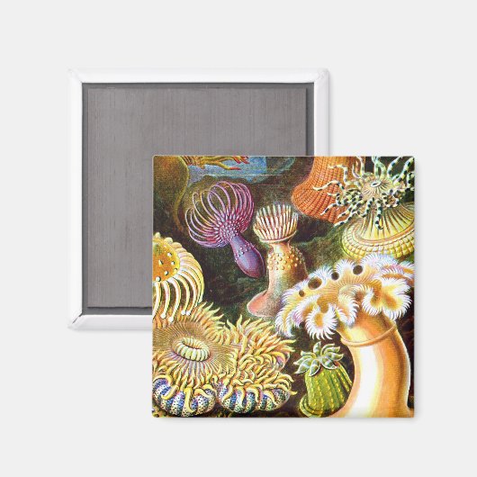 Sea Anemones Ernst Haeckel Fine Art Magnet (Vorderseite/Rückseite)