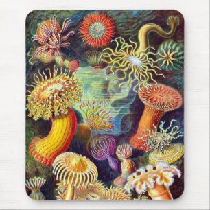 Sea Anemones Ernst Haeckel Fine Art Mousepad