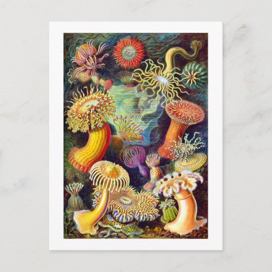 Sea Anemones Ernst Haeckel Fine Art Postkarte (Vorderseite)