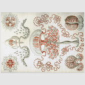 Sea Anthomedusae Ernst Haeckel Decoupage Seidenpapier (Vorderseite)