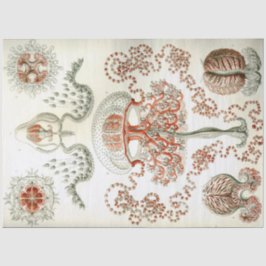 Sea Anthomedusae Ernst Haeckel Decoupage Seidenpapier