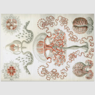 Sea Anthomedusae Ernst Haeckel Decoupage Seidenpapier