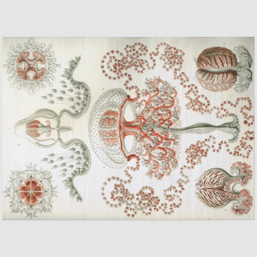 Sea Anthomedusae Ernst Haeckel Decoupage Seidenpapier (Vorderseite)