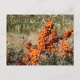 Sea Buckthorn, Langeoog Island, Ostfriesland Postkarte