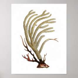 Sea Coral No.2 Antique Natural History Print Poster