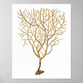 Sea Coral No.6 Antike Naturgeschichte Print Poster