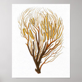 Sea Coral No.7 Antique Natural History Print Poster