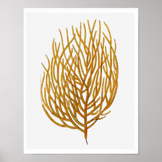 Sea Coral No.9 Antike Naturgeschichte Print Poster (Vorne)