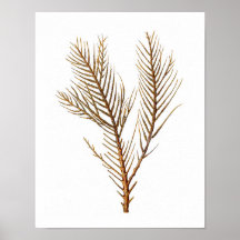 Sea Coral Nr. 10 Stranddekoration Art Print