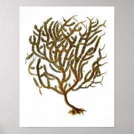 Sea Coral Nr. 11 Stranddekoration Art Print Poster