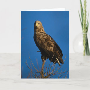 Sea Eagle in Schottland Karte
