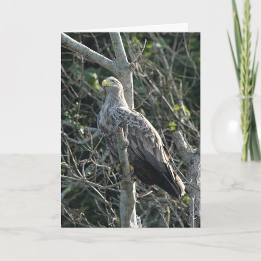 Sea Eagle in Schottland Karte (Vorderseite)