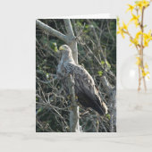 Sea Eagle in Schottland Karte (Gelbe Blume)