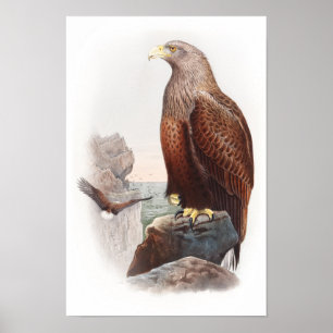 Sea Eagle John Gould Birds of Great Britain Nature Poster