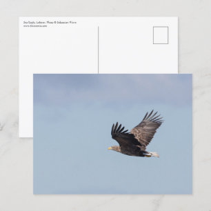 Sea Eagle Wildlife Foto Postkarte