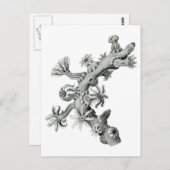 Sea-Fan Postkarte (Vorne/Hinten)