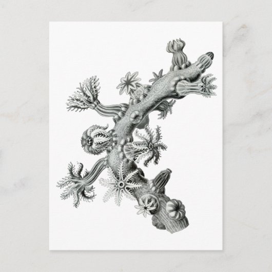 Sea-Fan Postkarte (Vorderseite)