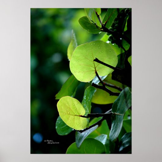 Sea Grape Blätter Tree Bush Poster (Vorne)