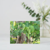 Sea Grapes Tree Bush Florida Postcard Postkarte (Stehend Vorderseite)