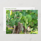 Sea Grapes Tree Bush Florida Postcard Postkarte (Vorne/Hinten)