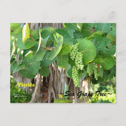 Sea Grapes Tree Bush Florida Postcard Postkarte (Vorderseite)