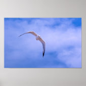 Sea gull in flight poster (Vorne)