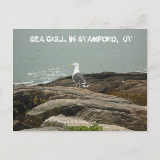 SEA GULL IN STAMFORD, CT, $B.A.K.$ ... POSTKARTE (Vorderseite)